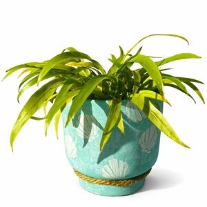 Hand Painted Coastal Seashell Terecotta Pot